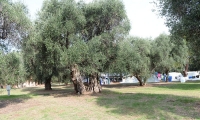 Camping Parco Degli Ulivi