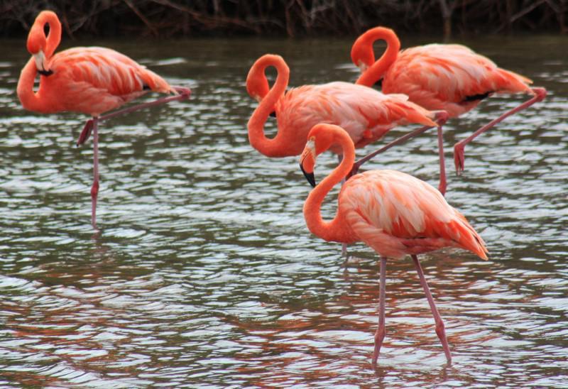 Flamingos - Bonaire
