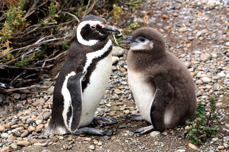 Colónia de pinguins de Cabo Virgenes (Río Gallegos)