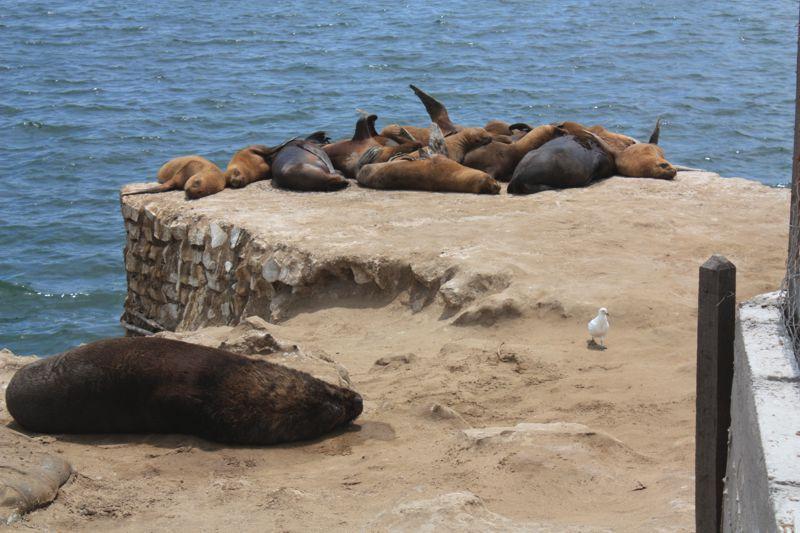 Sea lions in the port of Mar del Plata