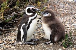 Colónia de pinguins de Cabo Virgenes