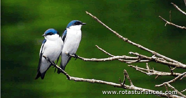 Bird Watching (Alta Floresta)