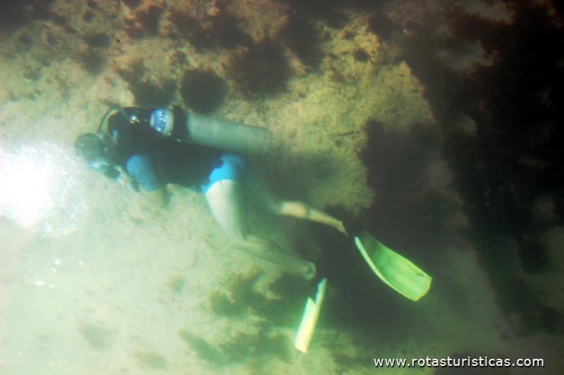 Diving in the corals of Fernando de Noronha