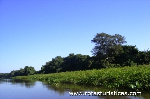 Fluss São Lourenço (Süd-Pantanal)