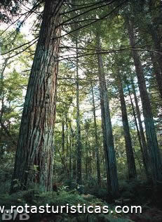 Park van sequoia-bomen (Canela)