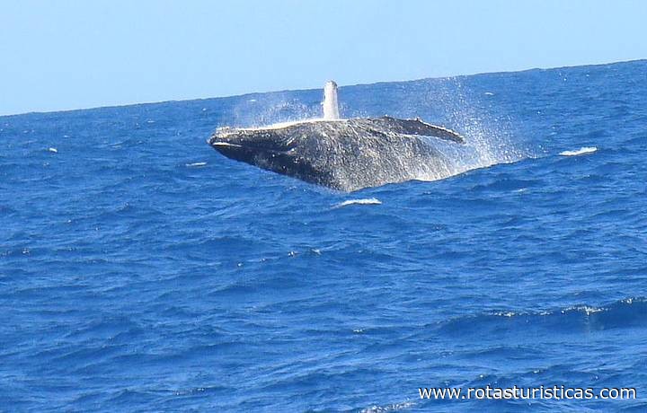 Osservazione delle balene megattere