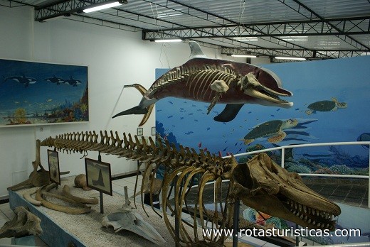 Museo oceanográfico