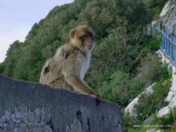 Macaco de Gibraltar