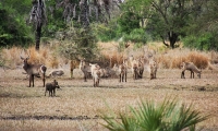 Parque Nacional da Gorongosa