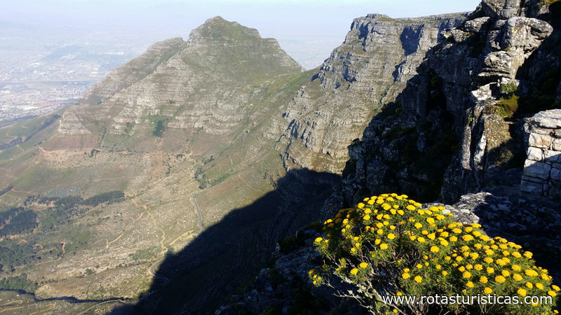 Table Mountain (Kaapstad)