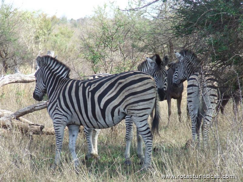 Kruger nationaal park