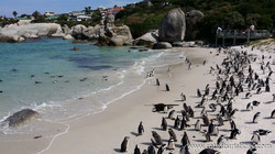 Colónia de Pinguins de Boulders